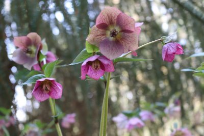 Helleborus - čemeřice